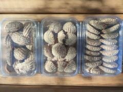HURMALI KÖMBE 500 GR