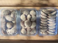 CEVİZLİ KÖMBE 500 GR